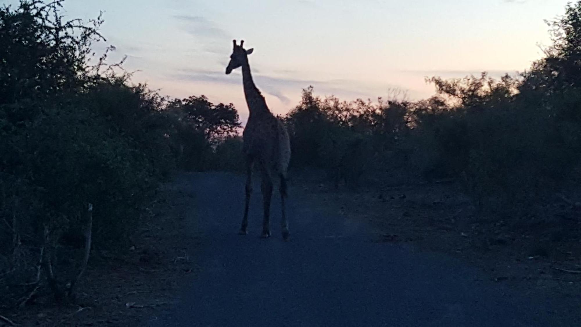 Muweti Bush Lodge Grietjie Game Reserve Kültér fotó