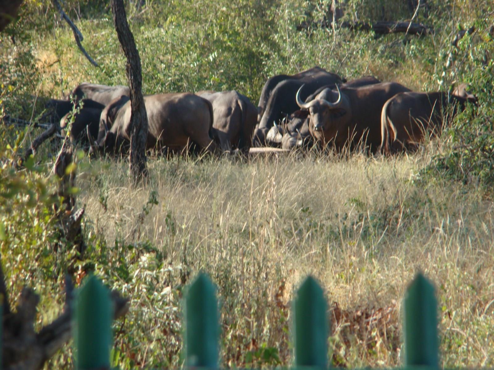 Muweti Bush Lodge Grietjie Game Reserve Kültér fotó