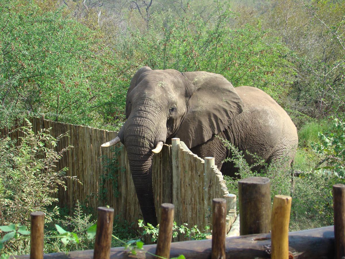 Muweti Bush Lodge Grietjie Game Reserve Kültér fotó